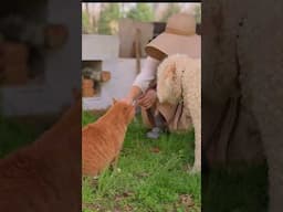 どうぶつ達、ハンモックとピザ日和①🍕Lovely animal, hammock and Pizza day ① #shorts