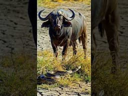 Epic Battle: Giant Snake Attacks Buffalo in the Wild! 🐍🐃