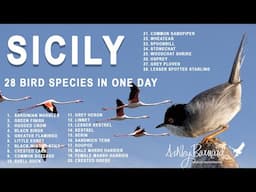 Bird Photography - Sicily 28 Bird Species in a day