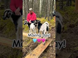 Joyful mornings with the new babies!🥰 #HomeFreeAlaska #Alaska #Goats #Shorts