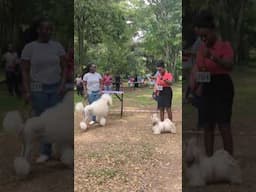Shih Tzu x Standard Poodle #dog #shorts #poodle #shihtzu