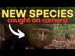 5 Animals Caught on Camera for the FIRST TIME