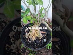 porque tiene ese color