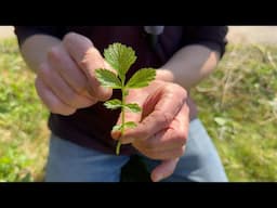 Identifying Wood Avens. Never Buy Cloves Again!