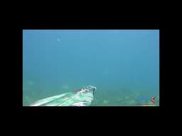 pescasub | Orata all'aspetto Falco 95 Seahawk fishing in italy  #pescasubacquea