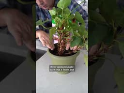 When to Repot Your Tropical Plants ✨🌿 #tropicalplants #indoorplants