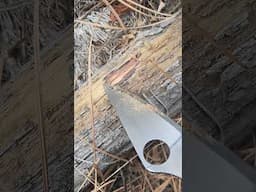 how to find fatwood in the mountains.  #survivalskills