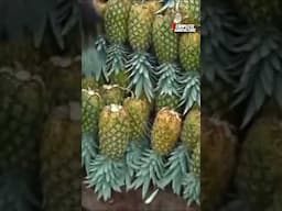 Pineapple Agriculture Technology #1 of 1 minute farming lesson