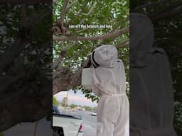 Catching Bee Swarm