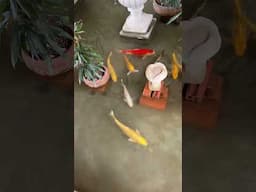 🐟🧡 Sacral Healing Advice: Be Koi! 🧡🐟