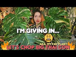 Starting over.. Cutting my favorite plant!😭🌿 Monstera Thai Con experiment🪚