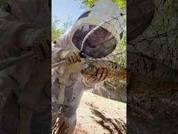 Catching Fish!