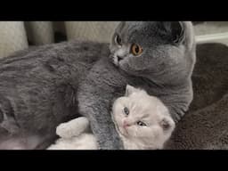 😂 Funniest Cats And Other Animals Videos 😺🐶 || 🥰😹 Hilarious Compilation №728
