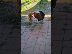 Chickens on the Hunt 🐔🐔