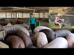 Pig farming, pig manure is treated through biogas digester to make fertilizer for crops. ( Ep 346 )