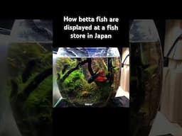 How betta fish are displayed at a fish store in Japan