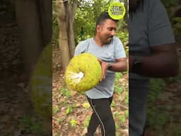 100g இந்த பழம் சாப்பிட்டால் போதும் அனைத்து சத்துகளும் இதில் இருக்கிறது Vitamin fruit trending