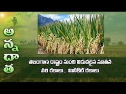 MTU, BPT, Jai sriram alternate paddy varieties & minikit varieties from Telangana | ETV Telugu