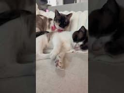 they’re so cute