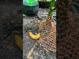 Snails avoid this and it helps me in the garden