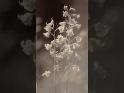 Ad. Distant memories forgone to time, the beauty of Purple Mémoire, a fragrance by @florislondon