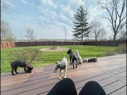 A Beautiful Morning | Life With Schnauzers