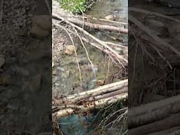 A Habitat Stamp for Brook Trout Habitat
