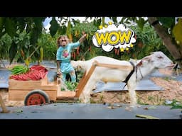 Top 1 Video Cutis Take Goat Harvesting Chili Peppers Best Of All Time 🤩