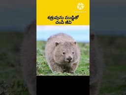 Wombat :defense mechanism