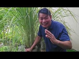 PAGTATANIM NG LEMON GRASS SA PASO AT BOTE #farming #gardening #garden #farmer
