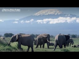 What is Special About Amboseli National Park?