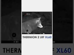 A wolf captured with our newest device - Thermion 2 LRF XL60. #pulsarvision