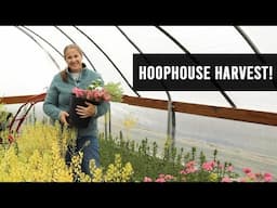 Hoophouse Harvest, Tour & Planting - Sunshine and Flora Cut Flowers