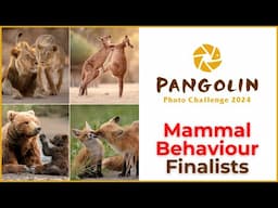 The Mammal Photography Pangolin Photo Challenge