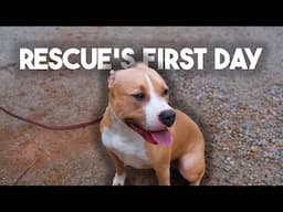 How to Train your RESCUE dog on day ONE to SIX weeks!