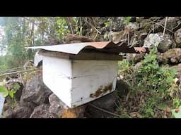 Kisoro Bees Are Very Calm - Not Like Many Africanized Bees In Uganda