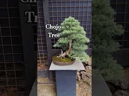 Bonsai trees at Chojo Feature Trees. @UkiyoBonsai