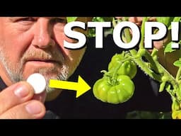 DON'T Use This PILL on Your Tomatoes!