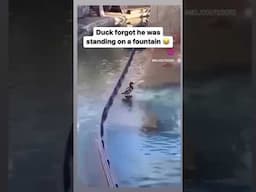 Duck gets launched by fountain #shorts