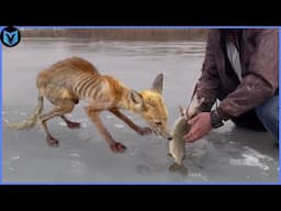 30 Animals That Asked People For Help & Kindness! #3