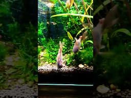 SMALL Planted AQUARIUM #exoticaquariumfish #fishaquarium #fishtank #aquarium #aquaticpets #fish