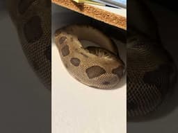 So exciting! Stay tuned for eggs coming soon! #reptiles #ballpython #snake #fyp