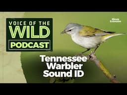 Episode 56: Tennessee Warbler – Voice of the Wild