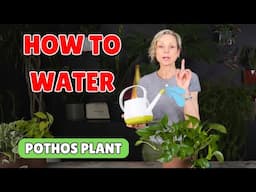 🌿 How To Water Pothos Plant The RIGHT Way! 💧