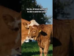 Together we can make this dream come true. #animalwelfare #shorts #cattle #animals