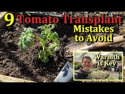 How to Transplant Tomatoes & 9 Mistakes to Avoid When Planting