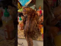 German birthday @HolyHenry1 #meows #funnycats #birthday #aufdeutsch #viralvideo #viralshort