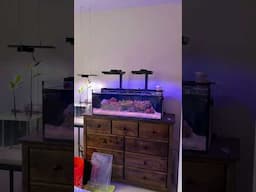 Adding green bubble coral!