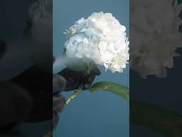 Flores Azules #flores #floreria #florista #diseñofloral #floresazules #oasisfloral