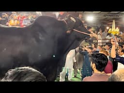 Winner of 2025 World Biggest Bulls Competition ll Bakra Mandi 2025 ll Cow Mandi 2025 #bull #qurbani